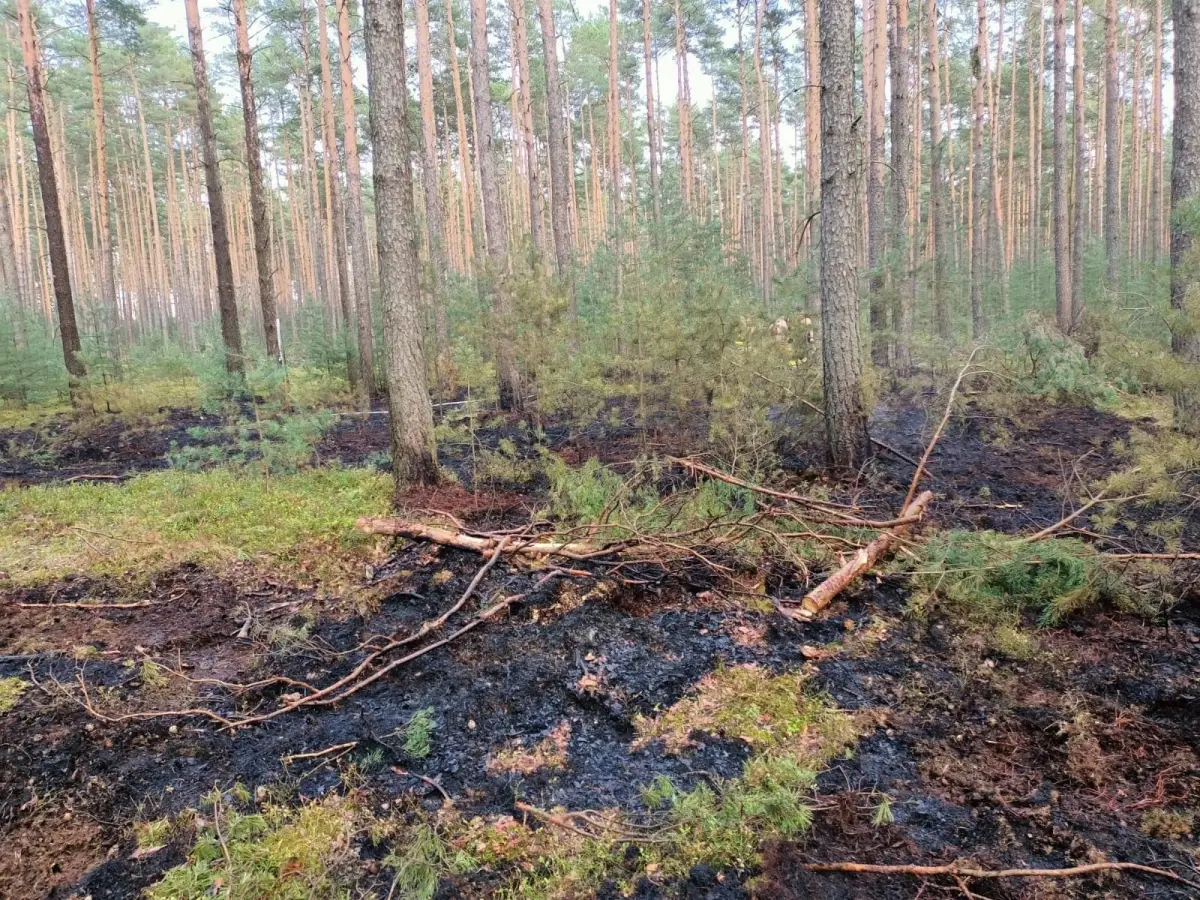 Działania OSP Krzyżowa