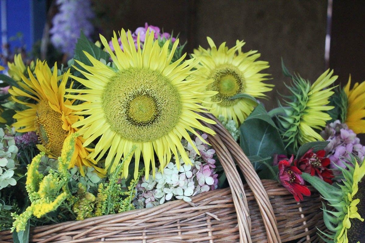 Fotorelacja z Miejskiego Dnia Działkowca (Dni Bolesławca 2022)