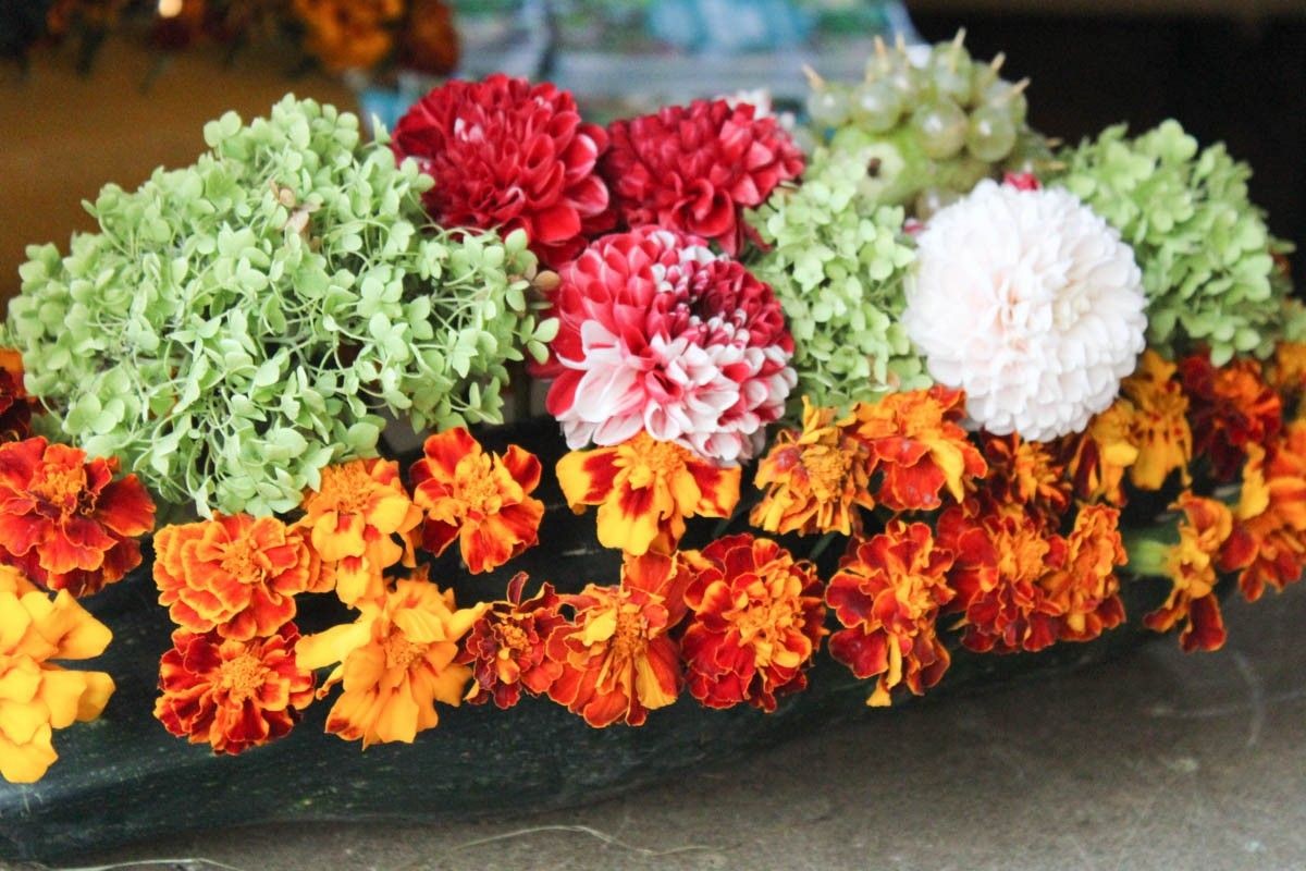 Fotorelacja z Miejskiego Dnia Działkowca (Dni Bolesławca 2022)