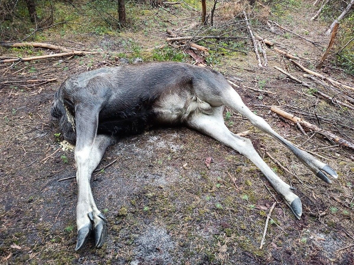 Łoś zastrzelony w lesie