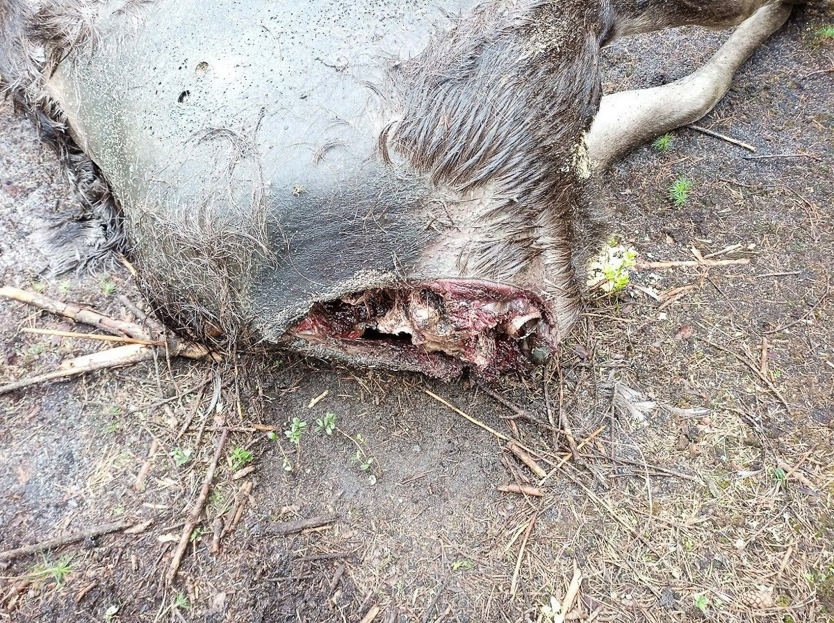 Łoś zastrzelony w lesie