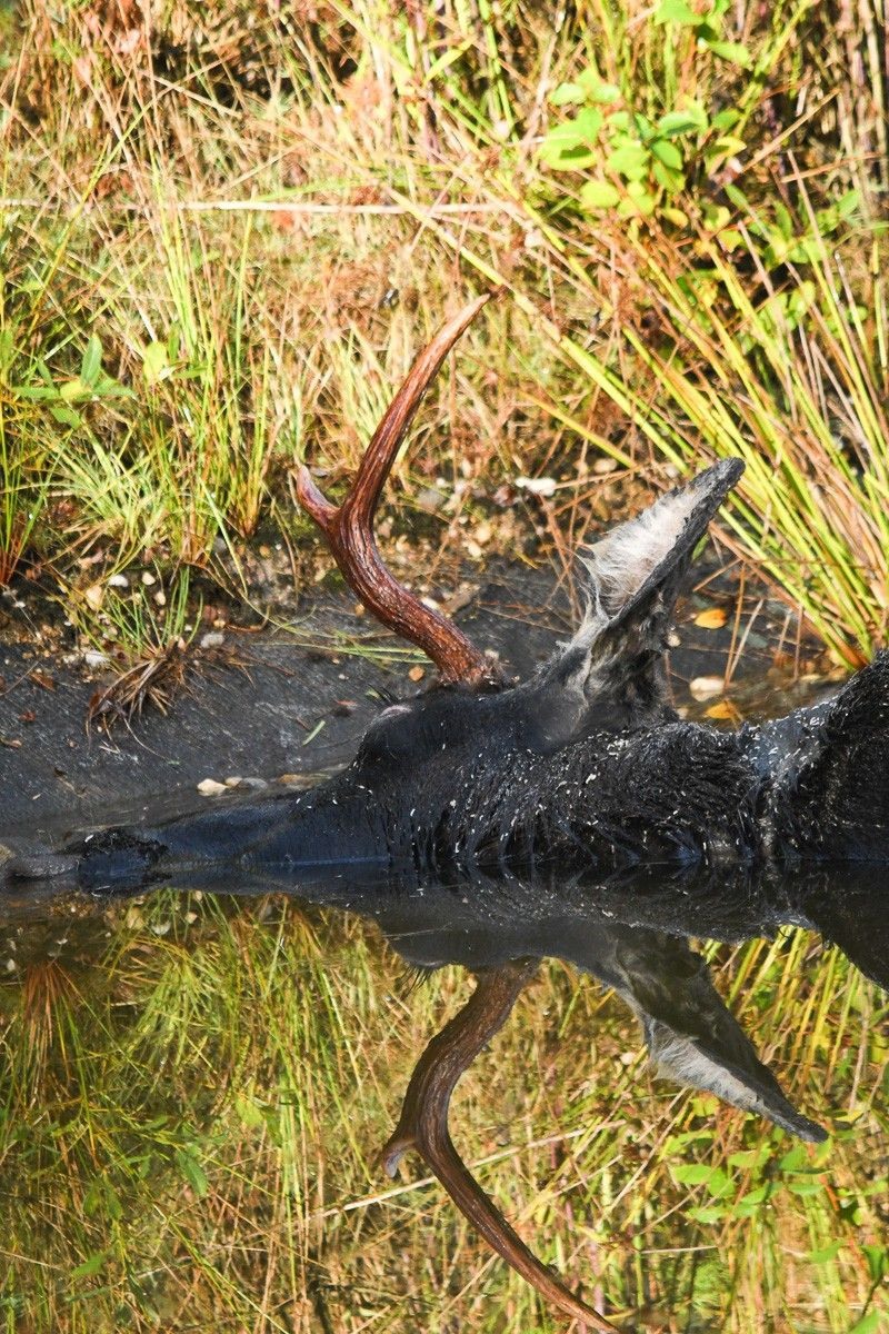 Zastrzelony łoś po znalezieniu przez służby