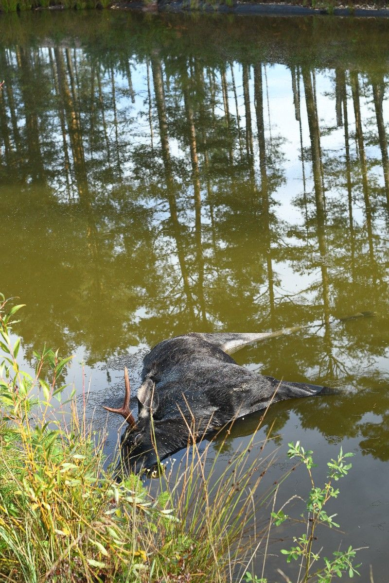 Zastrzelony łoś po znalezieniu przez służby