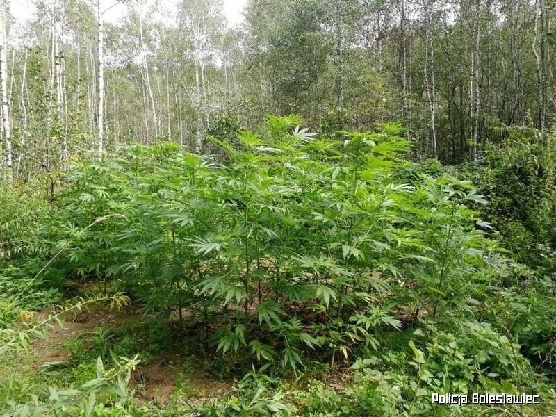 Marihuana przechwycona przez służby