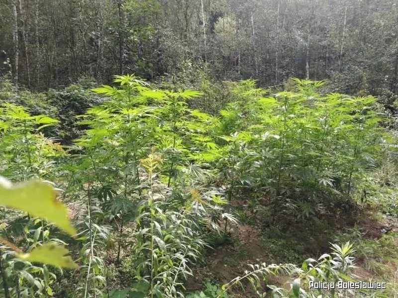 Marihuana przechwycona przez służby