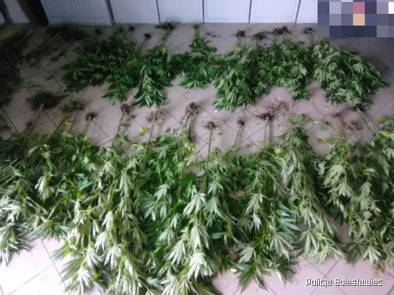 Marihuana przechwycona przez służby