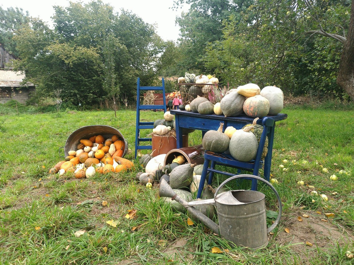Dyniowy Kącik przy Wiedźmie w Raciborowicach