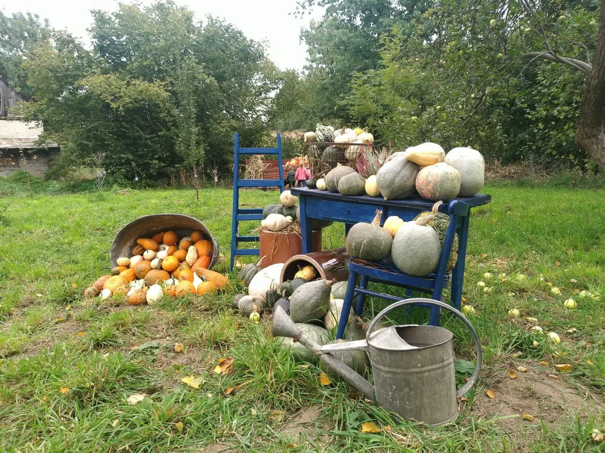 Dyniowy Kącik przy Wiedźmie w Raciborowicach