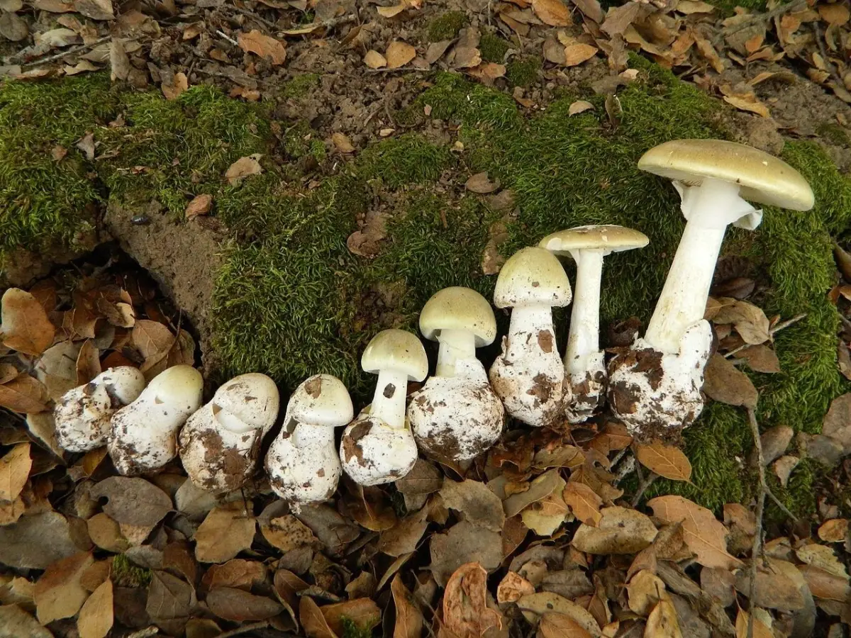 Silnie trujący muchomor zielonawy (sromotnikowy) w różnych cyklach wzrostu
