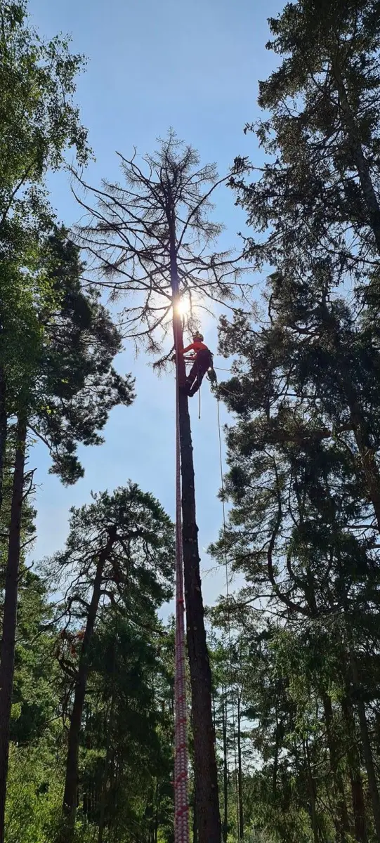 Arbo Section: wycinka i pielęgnacja drzew. Przyjmują zlecenia na październik