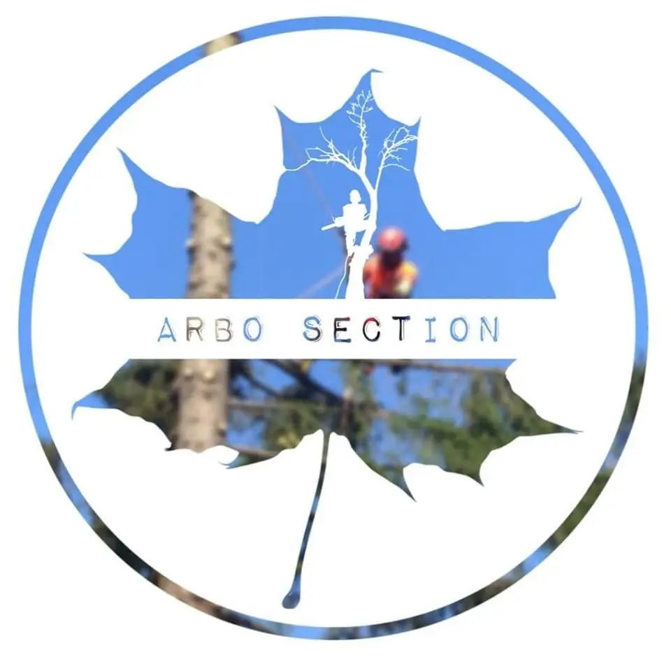 Arbo Section: wycinka i pielęgnacja drzew. Przyjmują zlecenia na październik