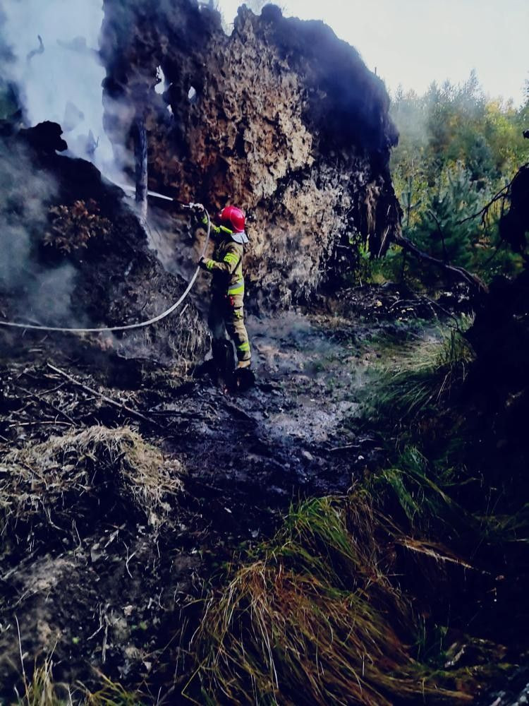 Akcja straży pożarnej na terenie Leśnictwa Bolesławiec