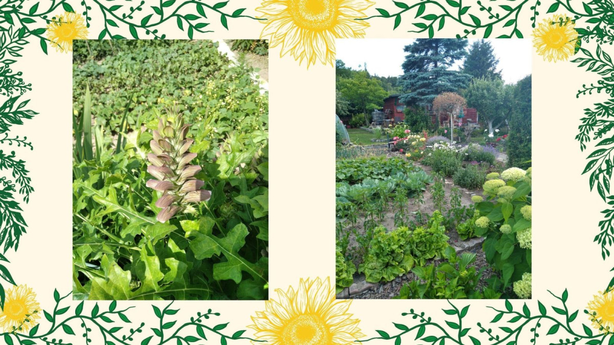 Wyniki konkursu „Bolesławiec w kwiatach” – prezentacja