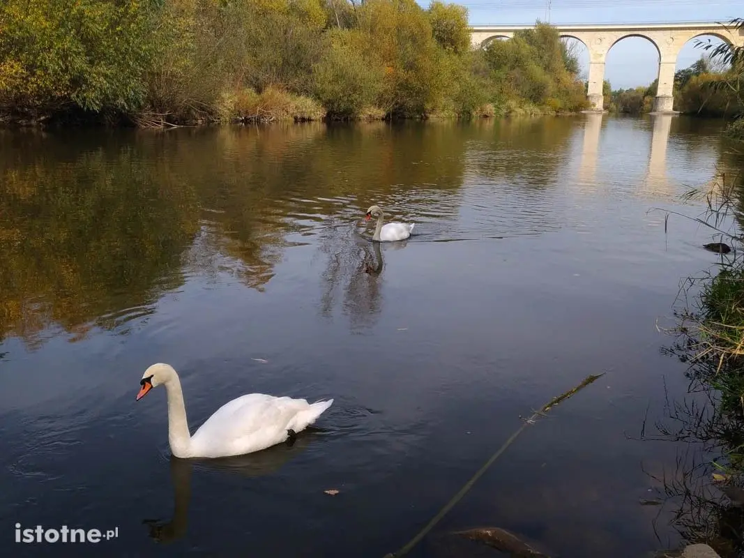 Para łabędzi koło wiaduktu nad Bobrem w Bolesławcu