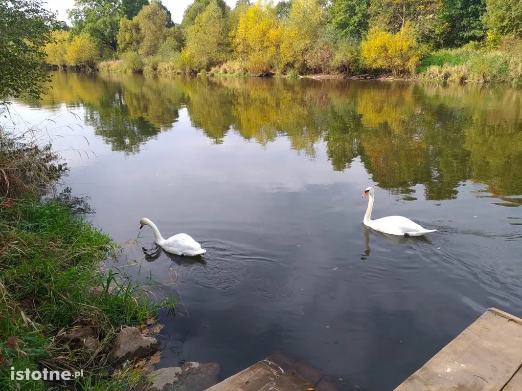 Para łabędzi koło wiaduktu nad Bobrem w Bolesławcu