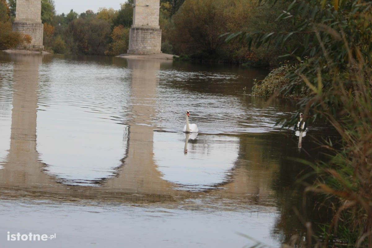 Para łabędzi koło wiaduktu nad Bobrem w Bolesłąwcu