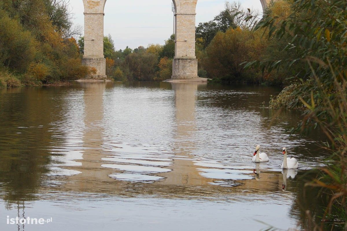 Para łabędzi koło wiaduktu nad Bobrem w Bolesłąwcu