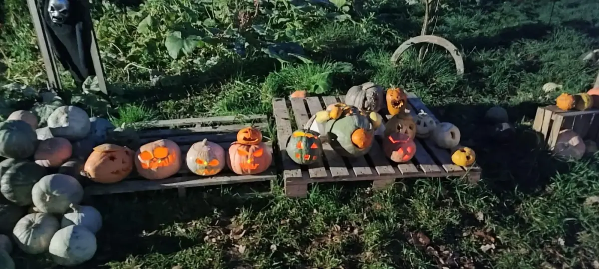 Dyniowy Kącik przy Wiedźmie w Raciborowicach w Halloween