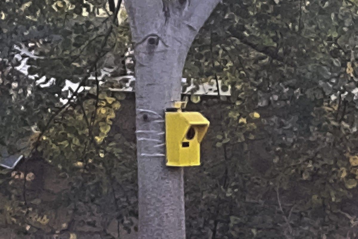 Ptakoradar (?) przy ulicy Cieszkowskiego w Bolesławcu