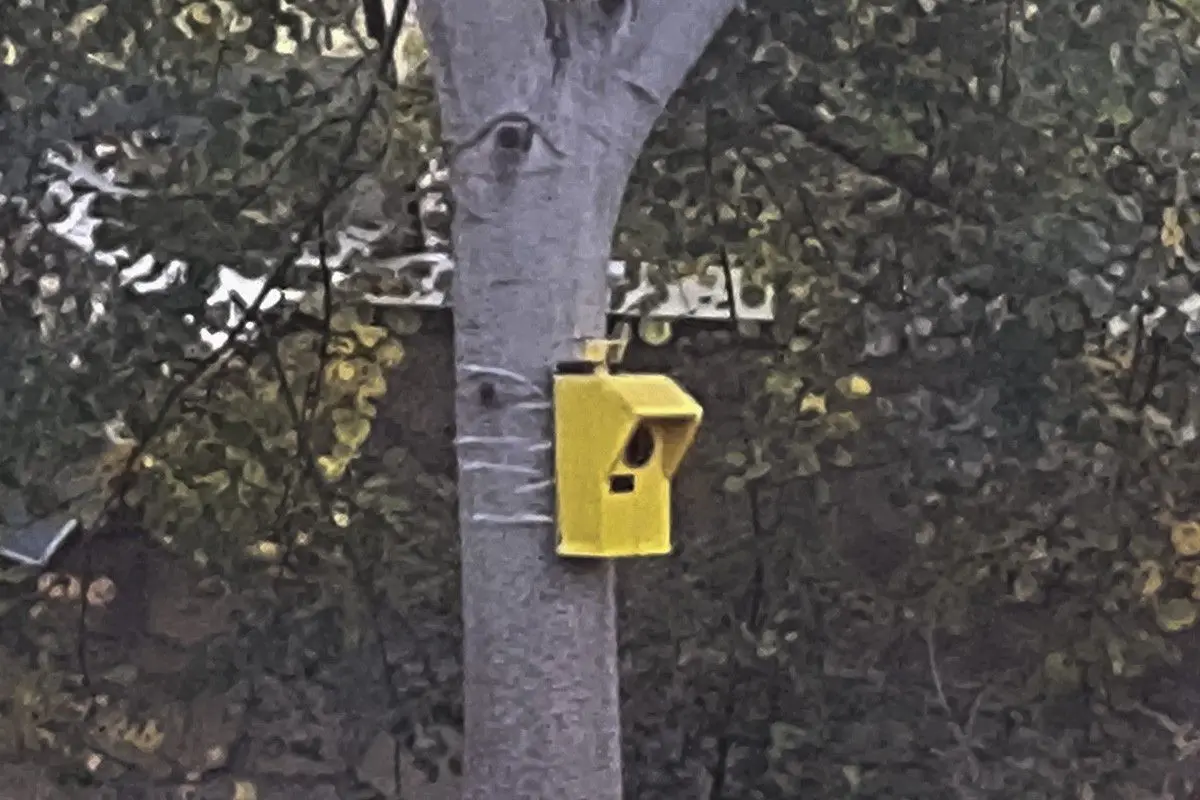 Ptakoradar (?) przy ulicy Cieszkowskiego w Bolesławcu