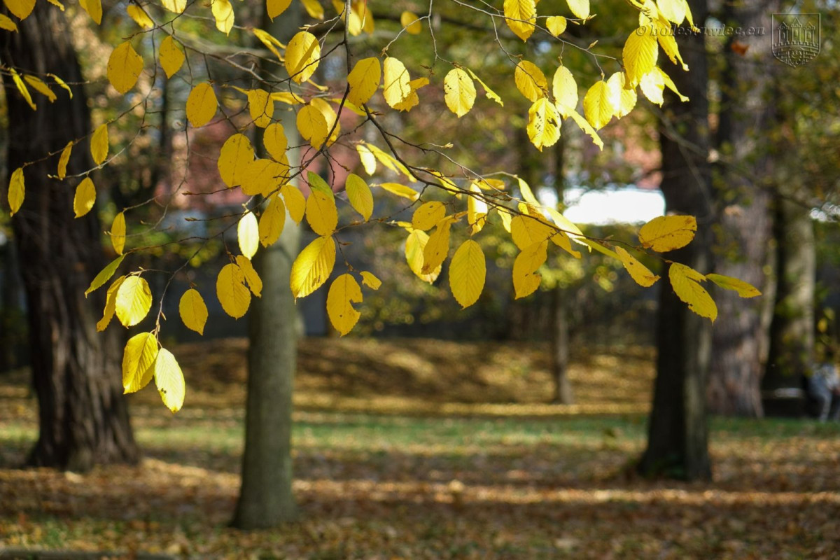 Park przy Zgorzeleckiej w Bolesławcu