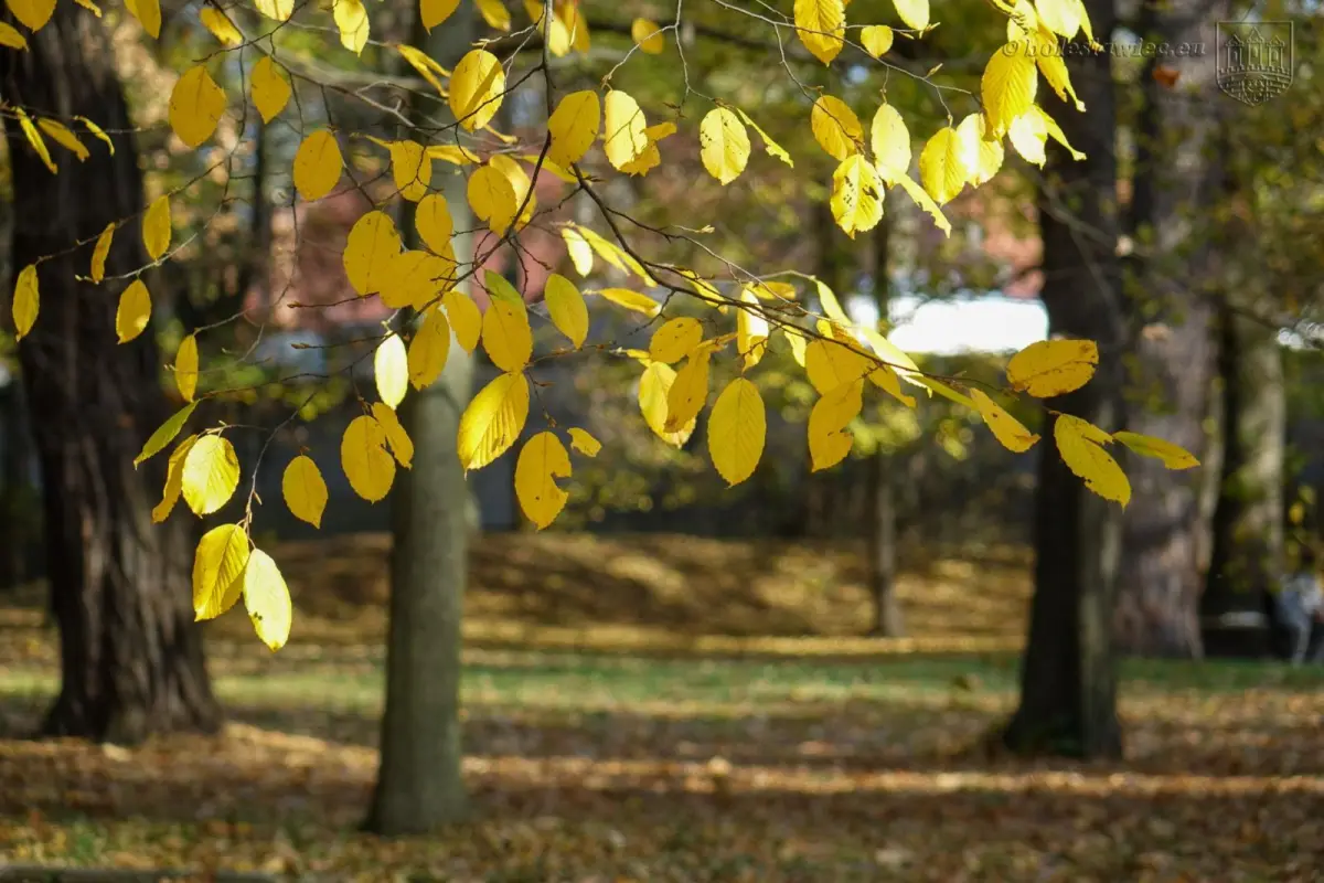 Park przy Zgorzeleckiej w Bolesławcu