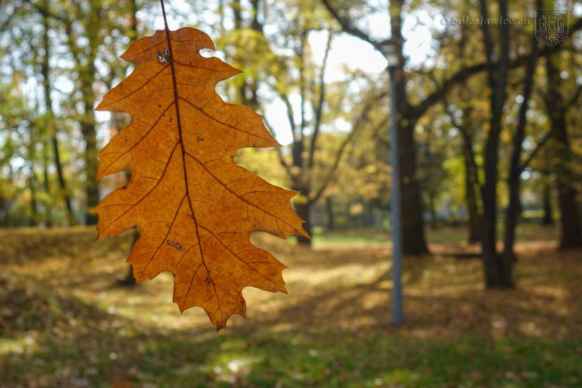 Park przy Zgorzeleckiej w Bolesławcu