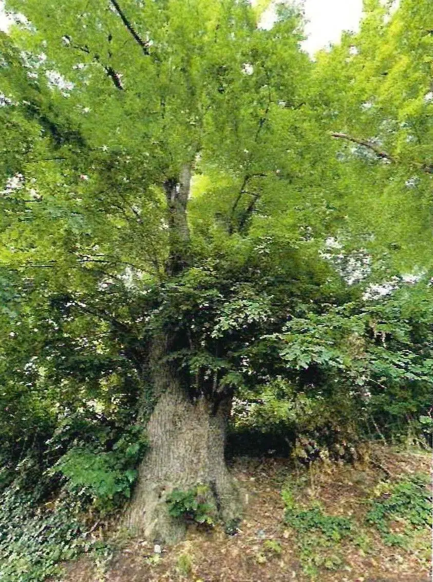 The Nimloth Linden Tree in Kruszyn