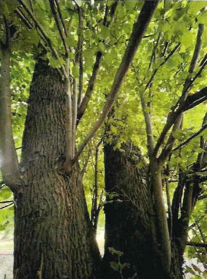 Lipa Nimloth w Kruszynie