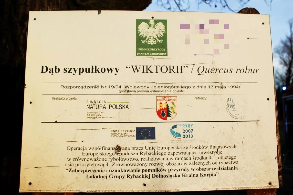 Хтось підпалив дуб черешчатий у Крушині