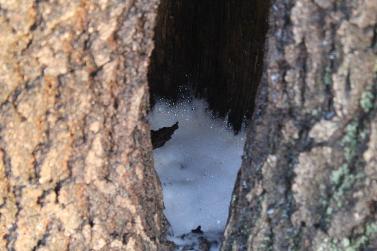 Ktoś podpalił dęba szypułkowego w Kruszynie