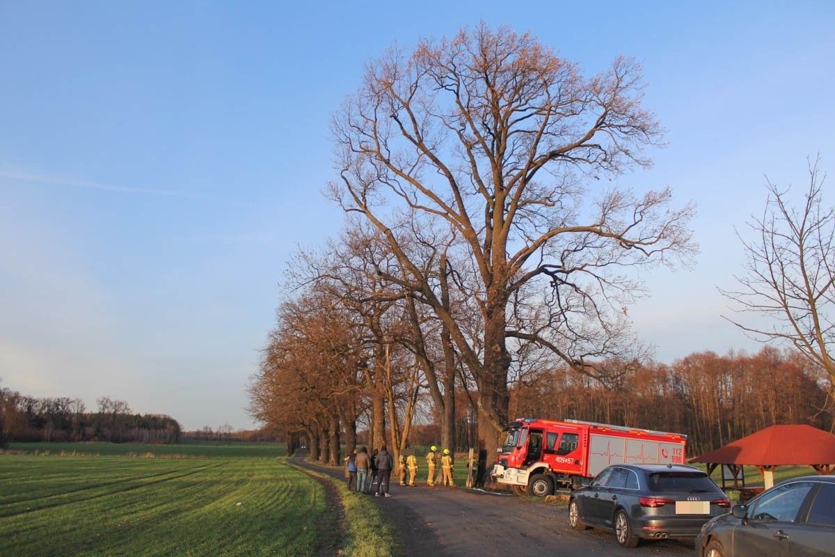Ktoś podpalił dęba szypułkowego w Kruszynie