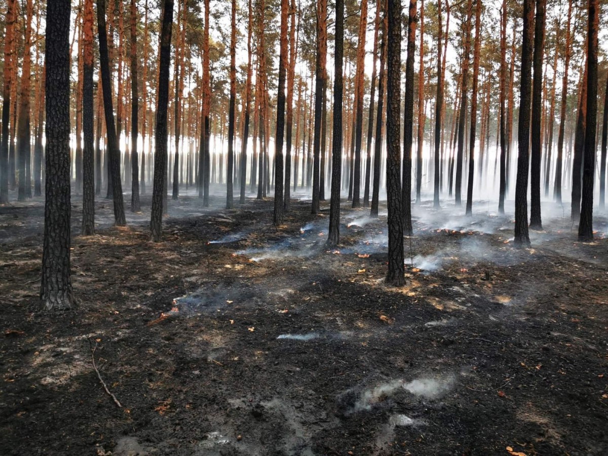 Działania OSP Krzyżowa