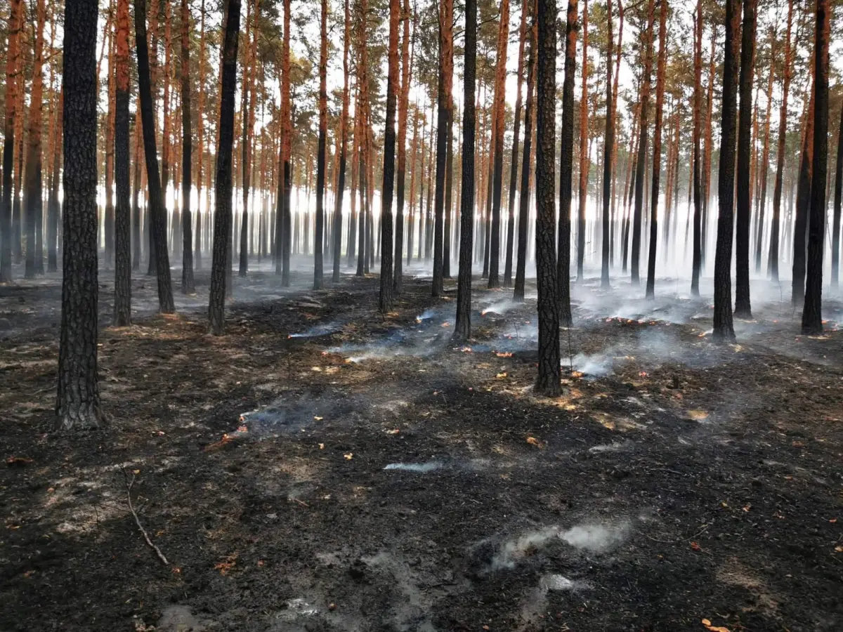 Działania OSP Krzyżowa