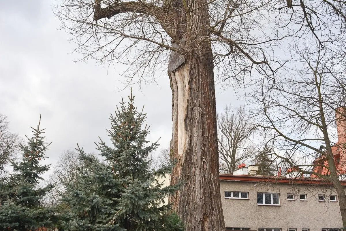 Topola Jagna, pomnik przyrody przy ul. Zgorzeleckiej w Bolesławcu