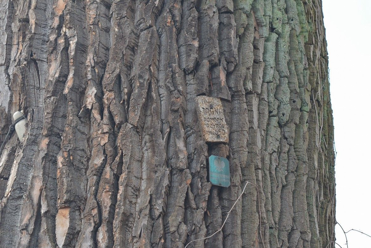 Topola Jagna, pomnik przyrody przy ul. Zgorzeleckiej w Bolesławcu