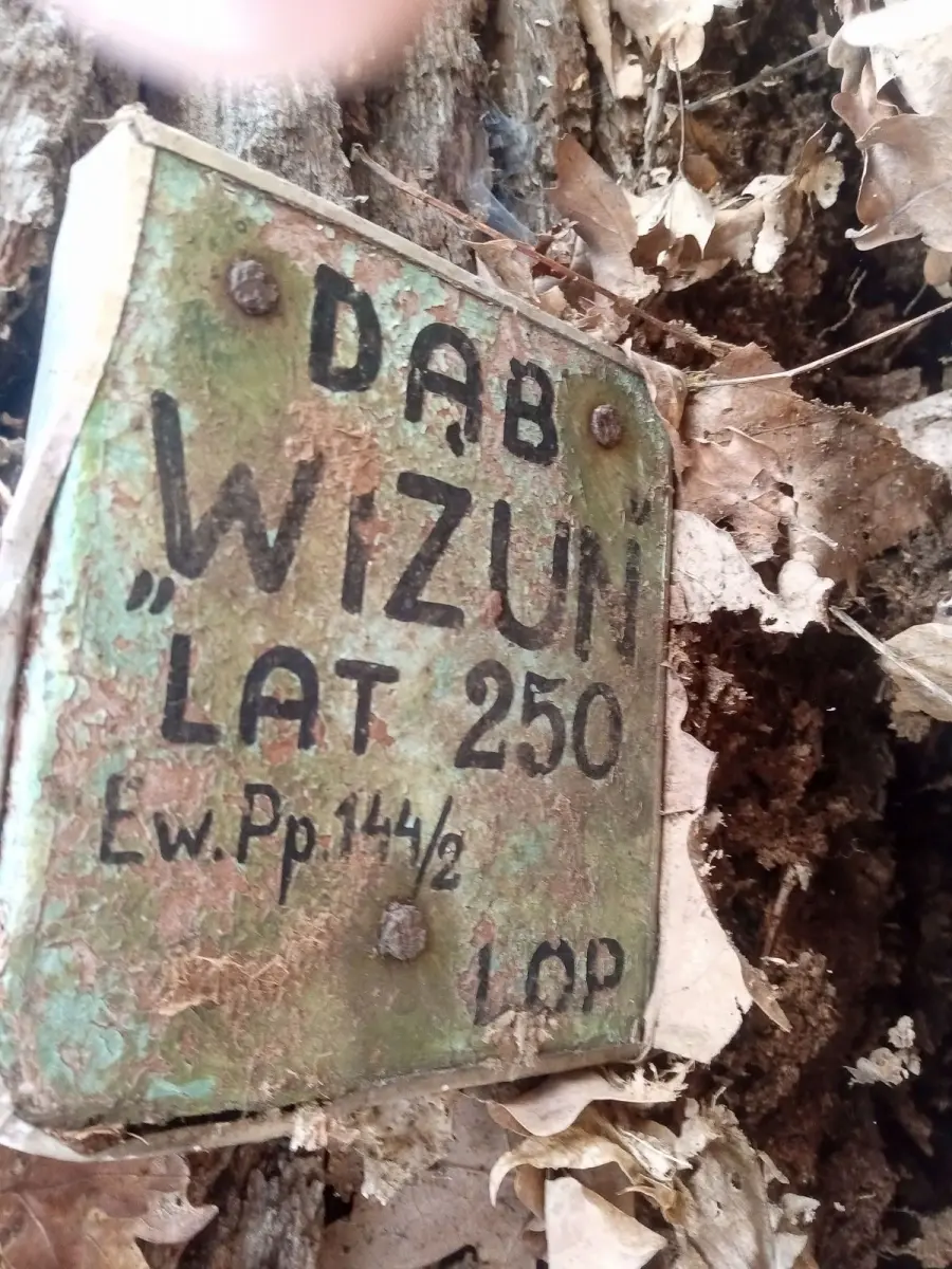 Dąb Wizun