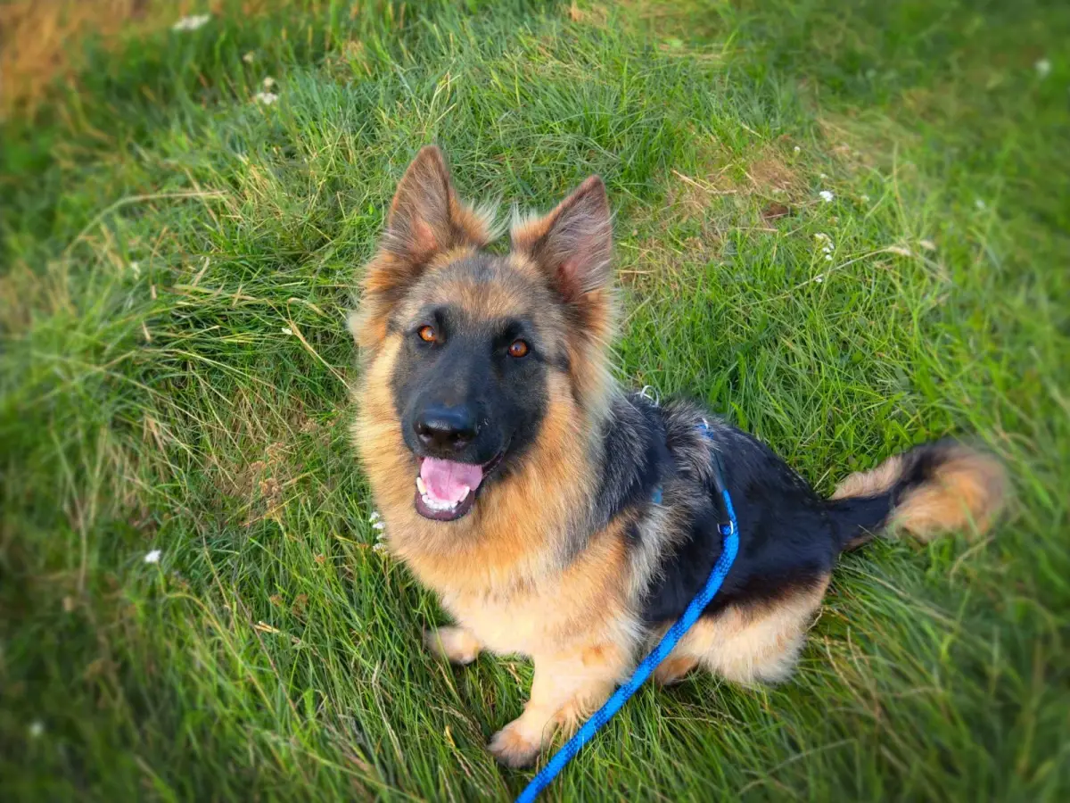 Tresura psów w Bolesławcu