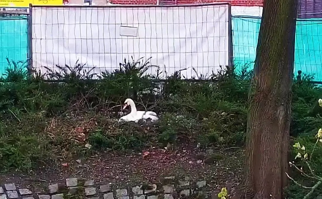 Łabędź w gnieździe