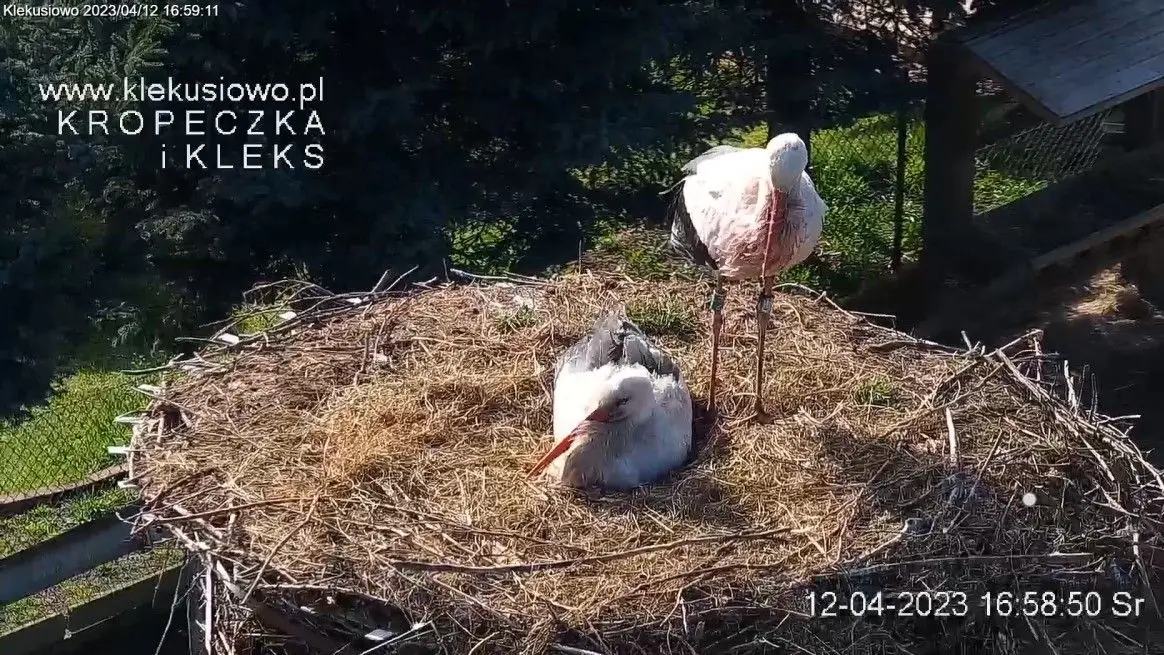 Kleks nadal nie dopuszcza Kropeczki do dwóch ocalałych jaj…
