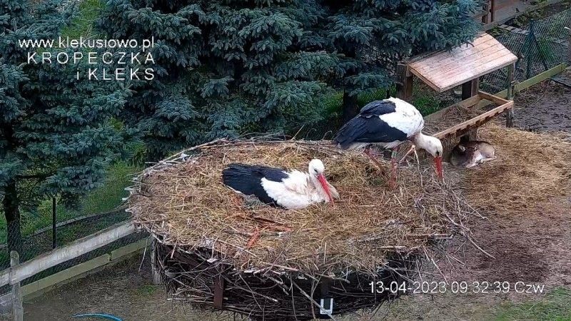 Bociany Kleks i Kropeczka w gnieździe w Klekusiowie