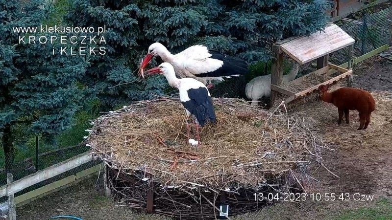 Bociany Kleks i Kropeczka w gnieździe w Klekusiowie