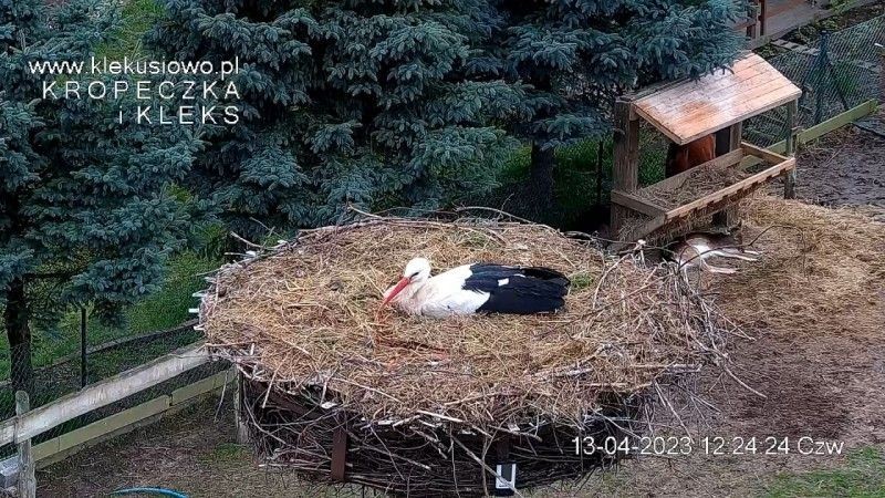 Bociany Kleks i Kropeczka w gnieździe w Klekusiowie