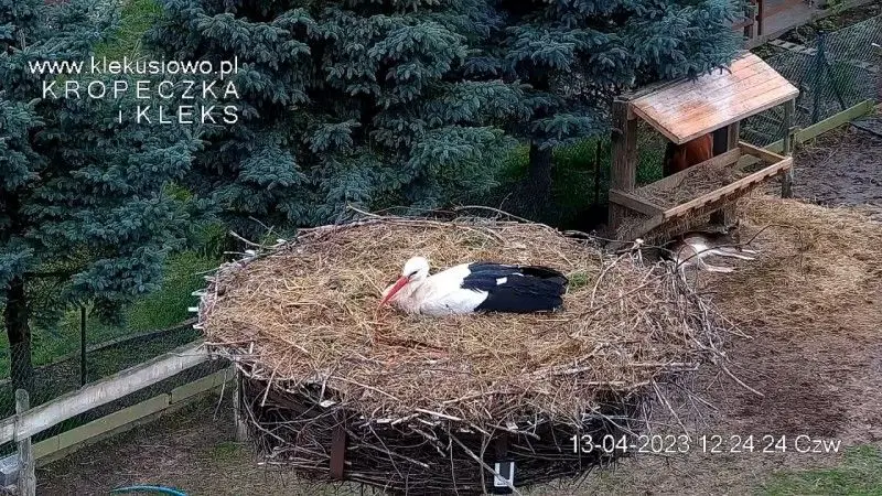 Bociany Kleks i Kropeczka w gnieździe w Klekusiowie