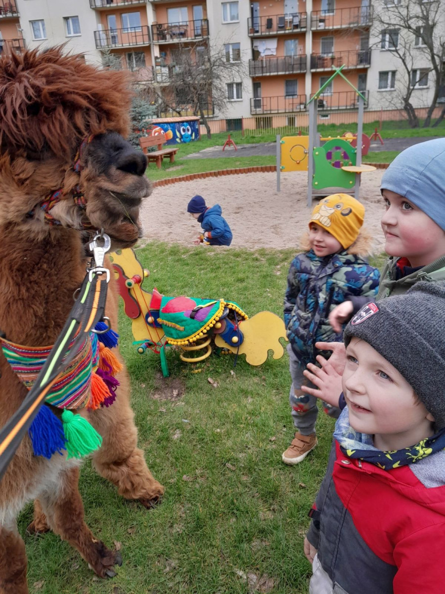 Alpaki w przedszkolu