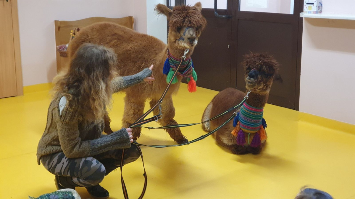 Alpaki w przedszkolu