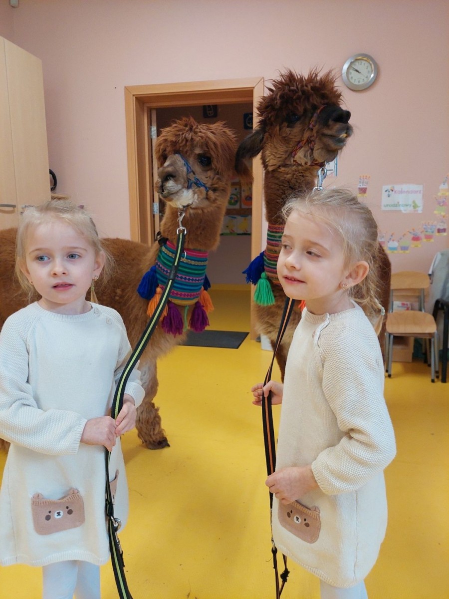 Alpaki w przedszkolu