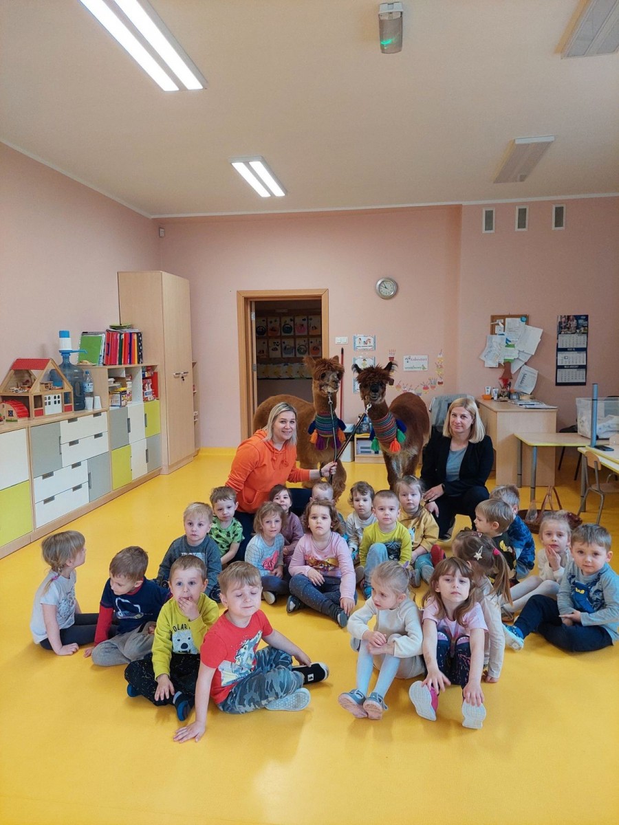 Alpaki w przedszkolu