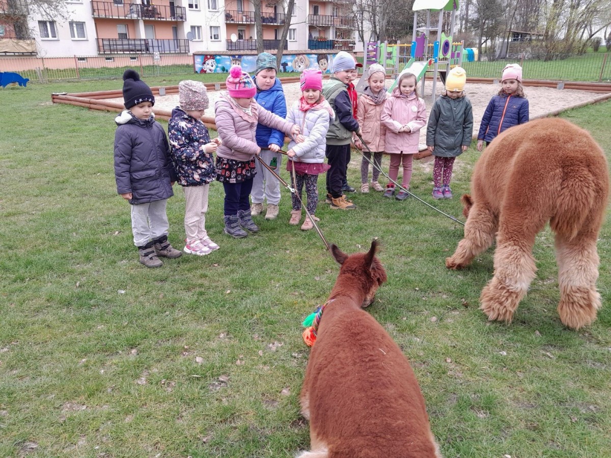 Alpaki w przedszkolu