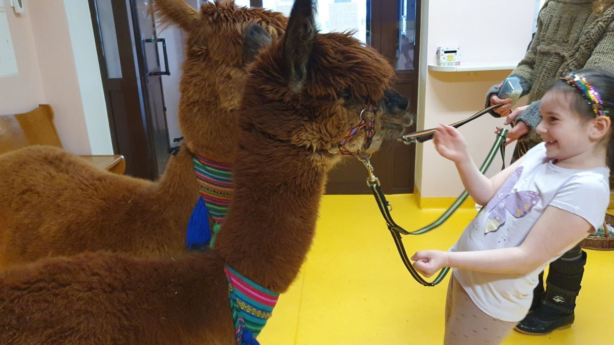 Alpaki w przedszkolu